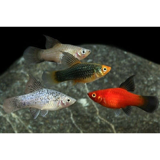 Peste vivipar, Xiphophorus maculatus mix ( platy mix) 3-4 cm