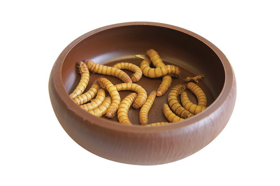 Vas pentru hrănirea reptilelor, Komodo Mealworm Dish