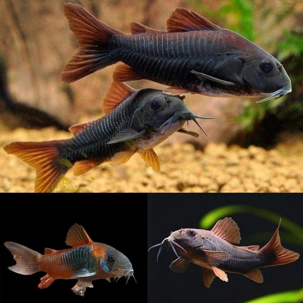 Peste sanitar,Corydoras Black Venezuela, 2-2,5 cm