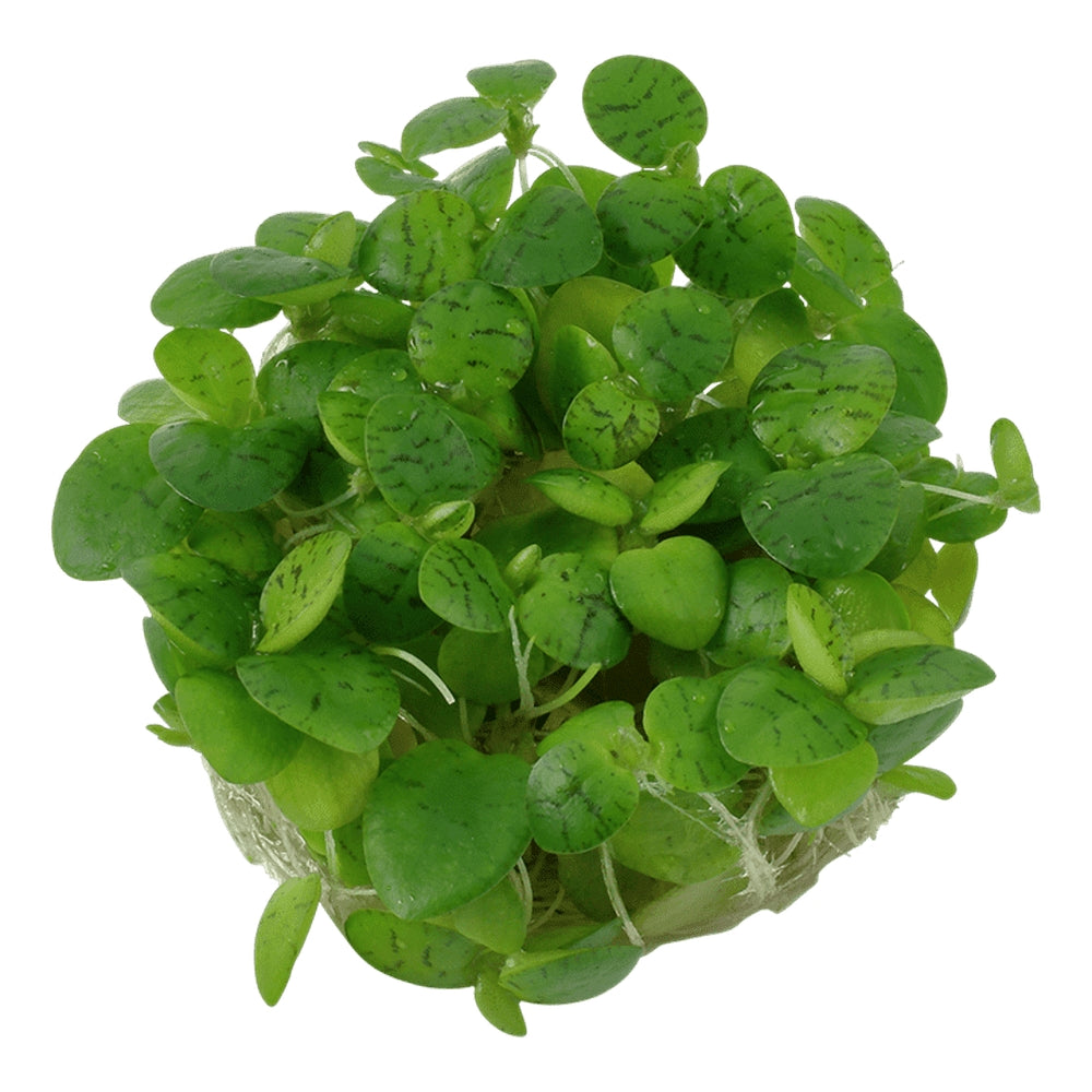Planta naturala de acvariu, Tropica, Limnobium Laevigatum 1-2-Grow!, 5 cm