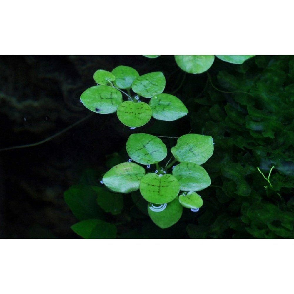 Planta naturala de acvariu, Tropica, Limnobium Laevigatum 1-2-Grow!, 5 cm