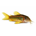 Peste sanitar, Corydoras gold laser sp. CW010 2-2,5 cm