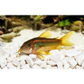 Peste sanitar, Corydoras gold laser sp. CW010 2-2,5 cm