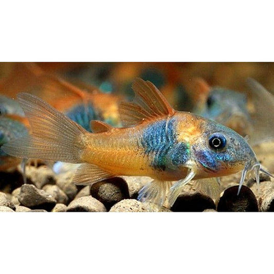 Peste sanitar, Corydoras Orange Venezuela