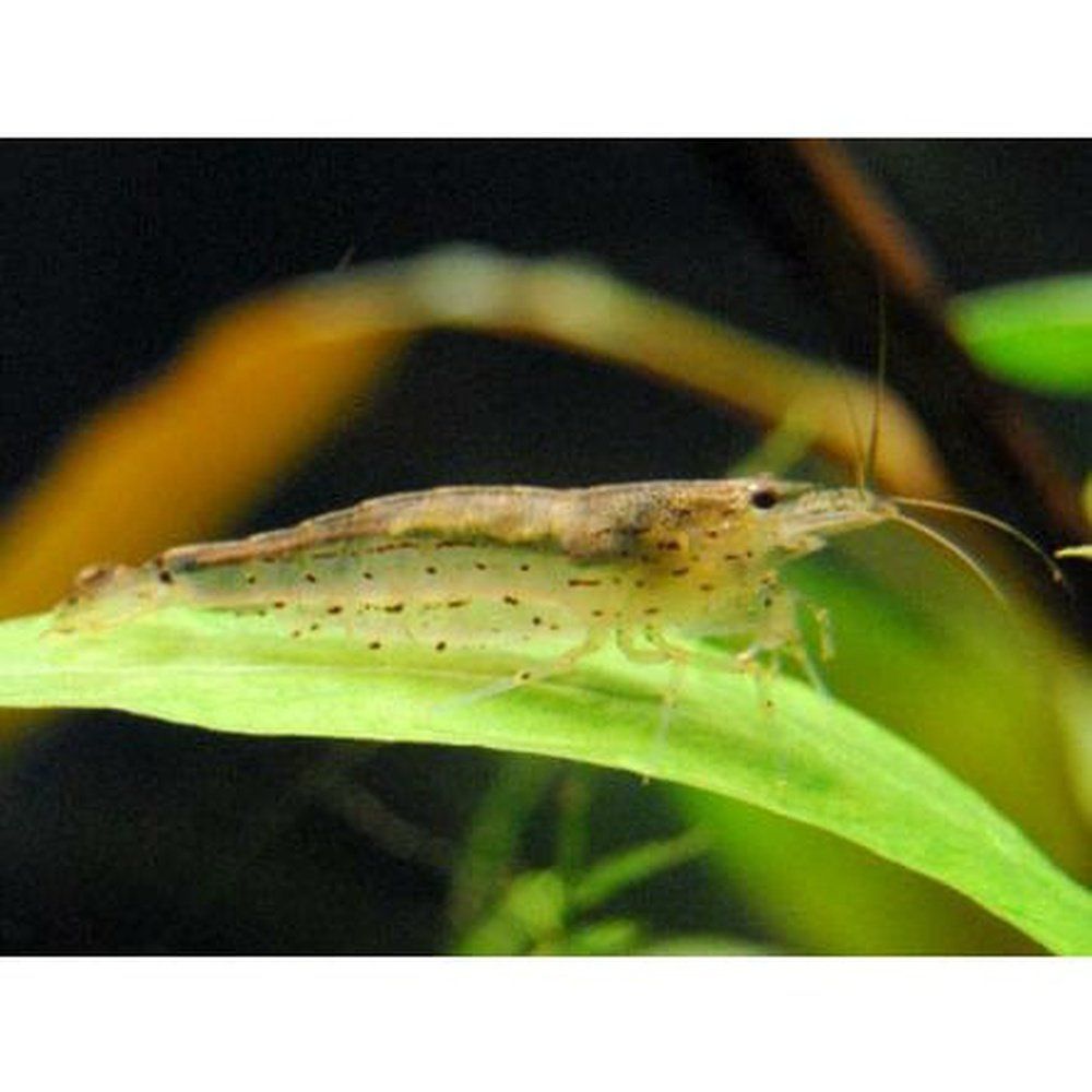 Caridina japonica (crevetele Amano) 1-2 cm