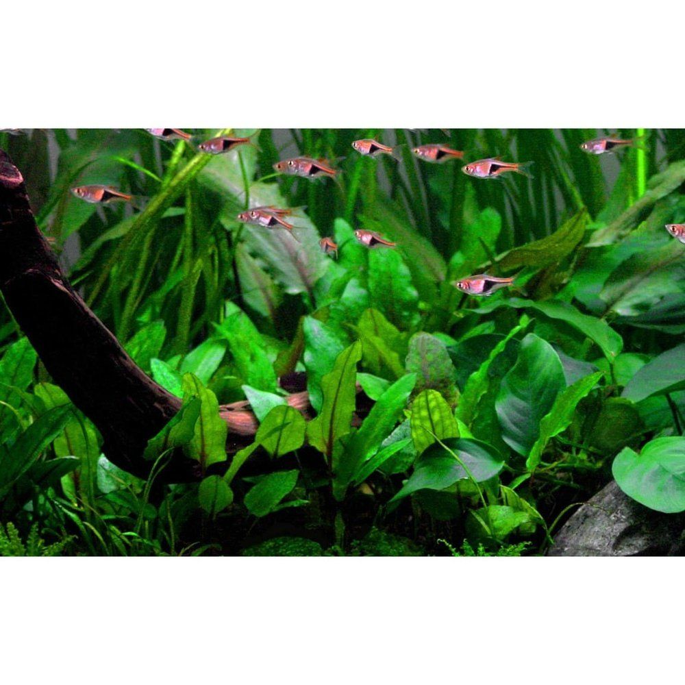 Planta naturala de acvariu, Tropica, Cryptocoryne wendtii Green Tropica 1-2-Grow!, 5 cm