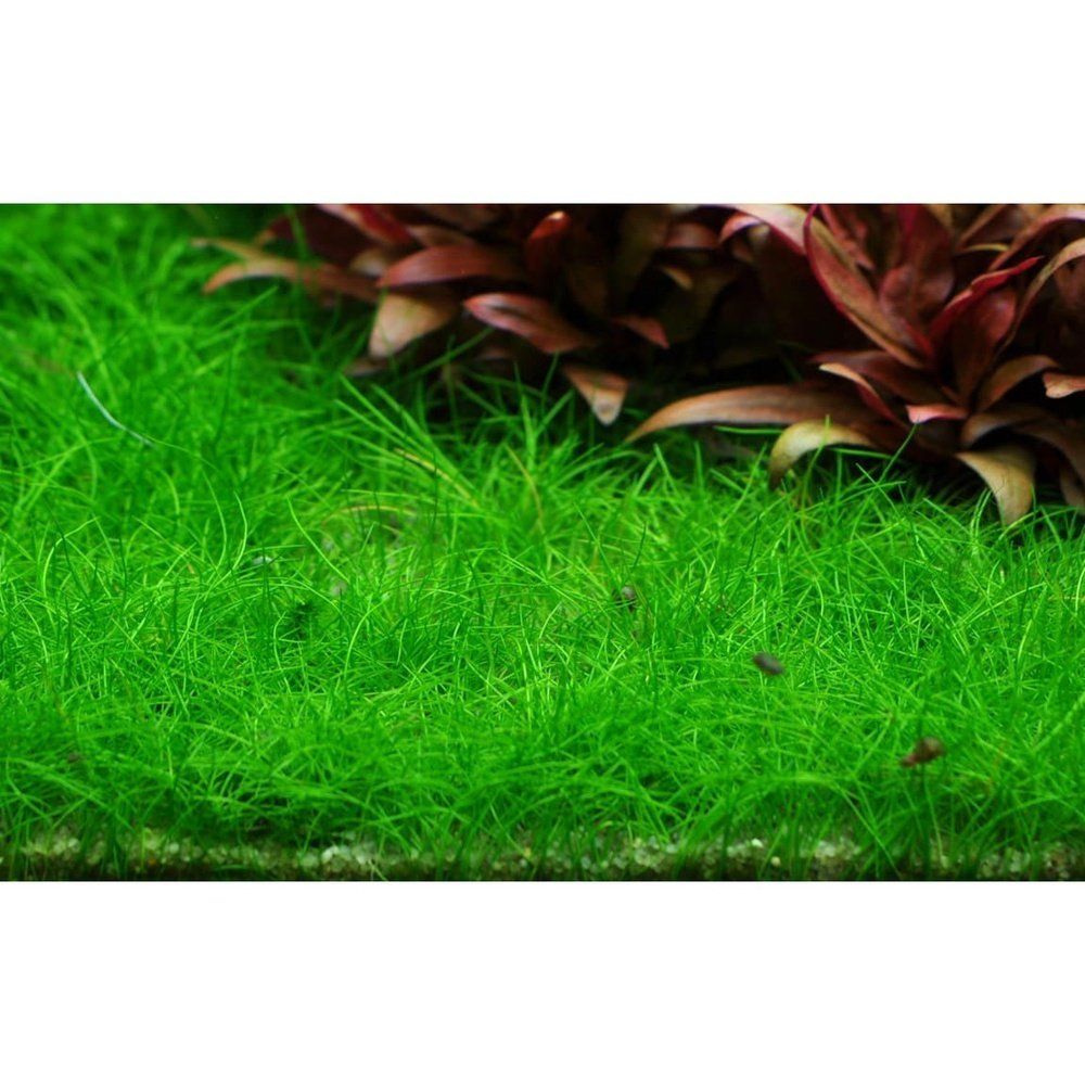 Planta naturala de acvariu, Tropica, Eleocharis pusilla 1-2-Grow!, 5 cm