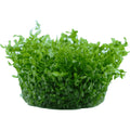 Planta naturala de acvariu, Tropica, Micranthemum glomeratum 1-2-Grow!, 5 cm