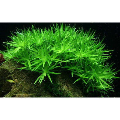 Planta naturala de acvariu, Tropica, Heteranthera zosterifolia 1-2-Grow!, 5 cm