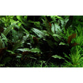 Planta naturala de acvariu pe piatra vulcanica Tropica Cryptocoryne becketti Petchii on lava stone