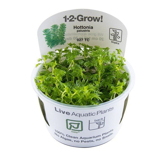 Planta naturala de acvariu, Tropica, Hottonia palustris 1-2-Grow!, 5 cm