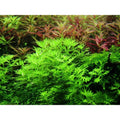 Planta naturala de acvariu, Tropica, Hottonia palustris 1-2-Grow!, 5 cm