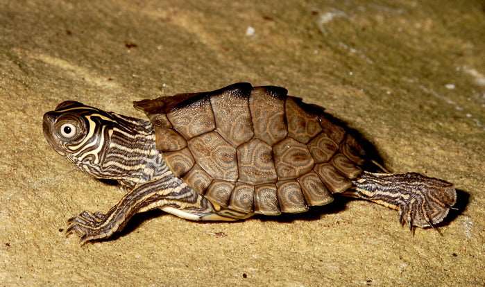 Graptemys kohni (Mississippi map turtle)  4-5 cm