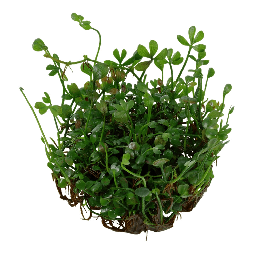 Planta naturala de acvariu, Tropica, Marsilea minuta 1-2-Grow!, 5 cm