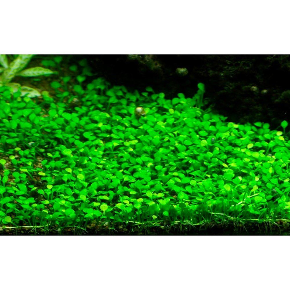 Planta naturala de acvariu, Tropica, Marsilea minuta 1-2-Grow!, 5 cm