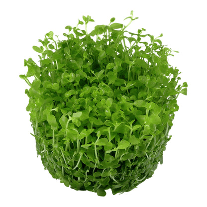 Planta naturala de acvariu, Tropica, Micranthemum tweediei Monte Carlo 1-2-Grow!, 5 cm