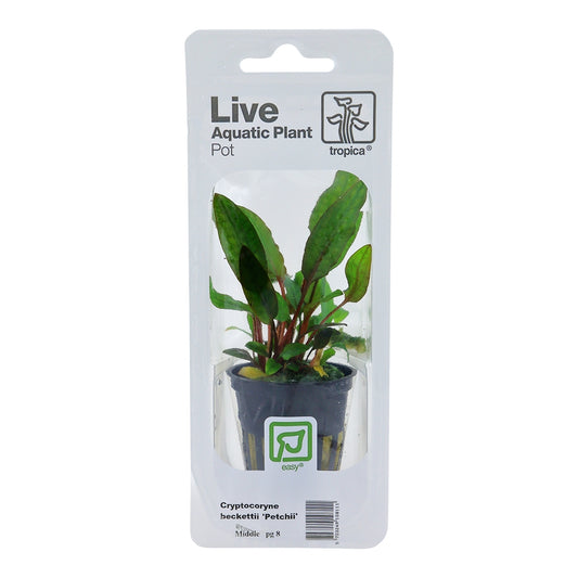 Planta naturala de acvariu, Tropica Cryptocoryne beckettii Petchii, blister, 20 cm