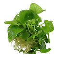 Planta naturala de acvariu, Tropica, Nymphoides hydrophylla Taiwan 1-2-Grow!, 5 cm