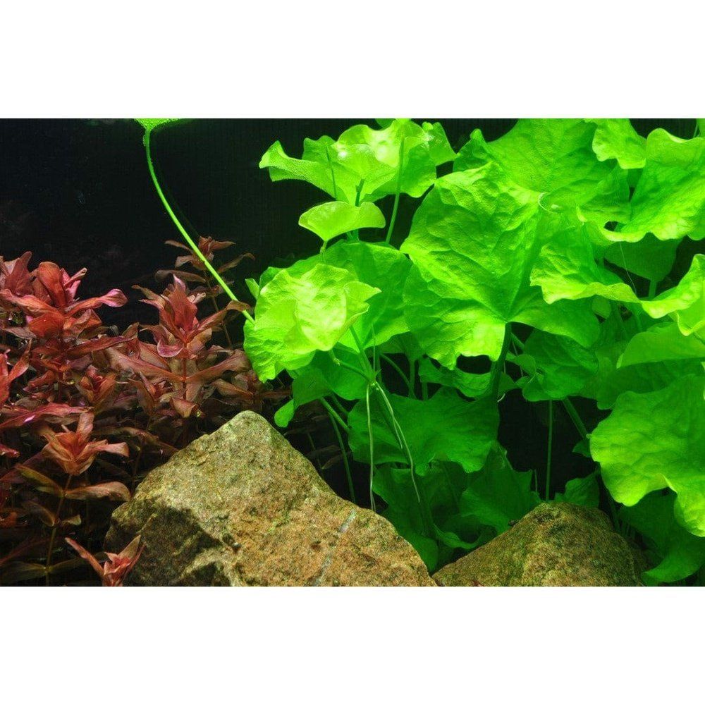 Planta naturala de acvariu, Tropica, Nymphoides hydrophylla Taiwan 1-2-Grow!, 5 cm