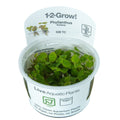 Planta naturala de acvariu, Tropica, Phyllanthus fluitans 1-2-Grow!, 5 cm