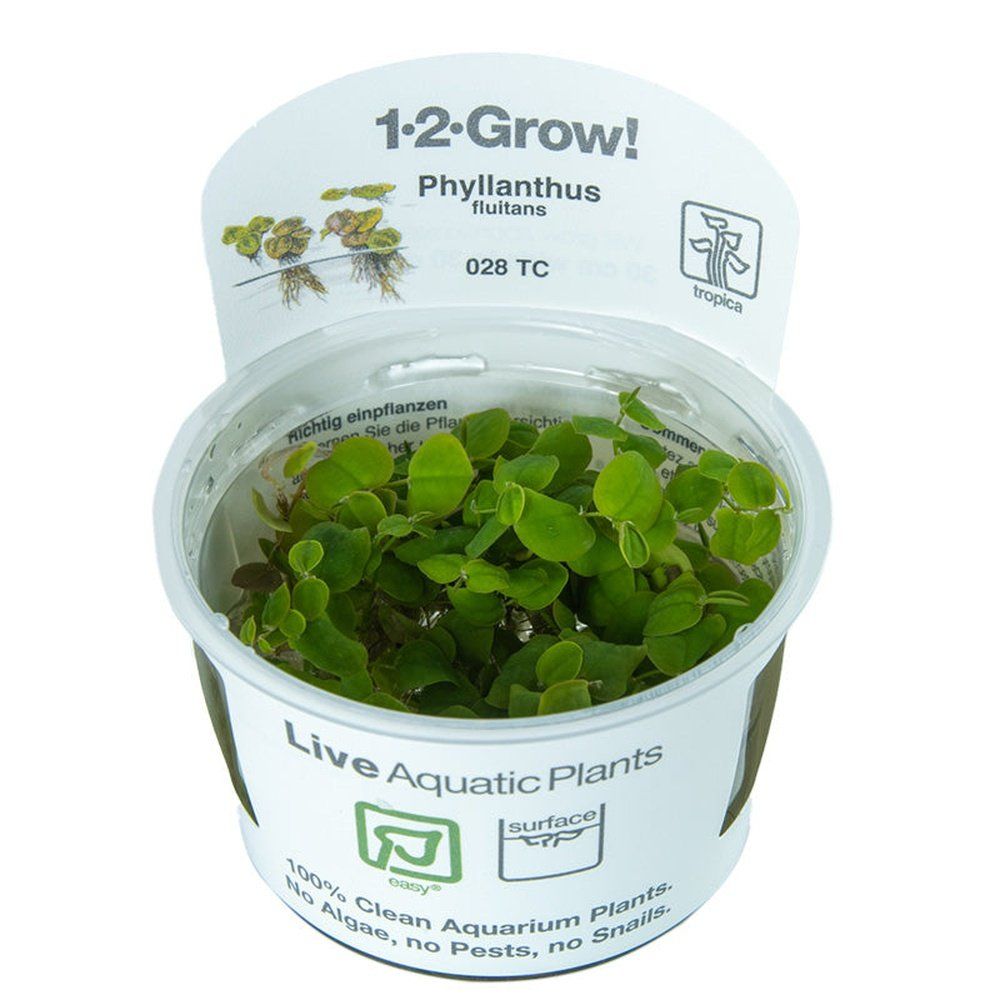 Planta naturala de acvariu, Tropica, Phyllanthus fluitans 1-2-Grow!, 5 cm