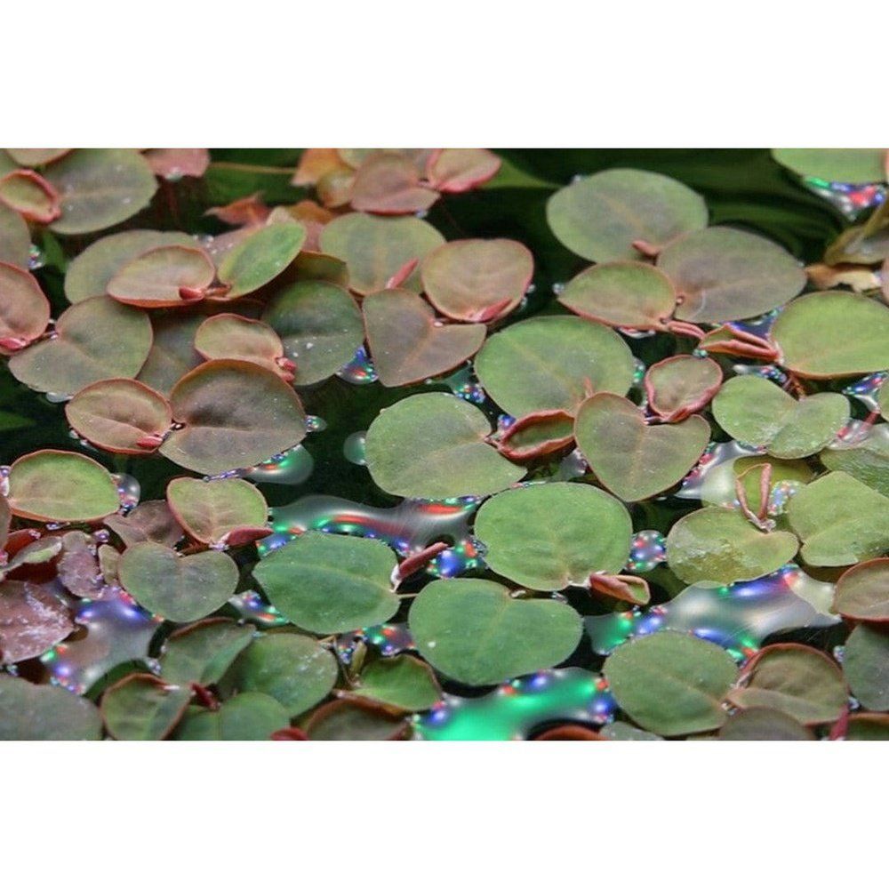 Planta naturala de acvariu, Tropica, Phyllanthus fluitans 1-2-Grow!, 5 cm