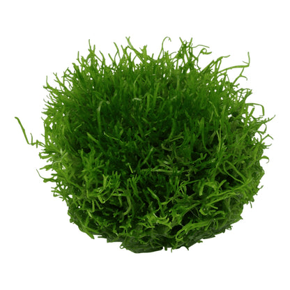 Muschi pentru acvariu, Tropica, Riccia fluitans 1-2-Grow!, 5 cm