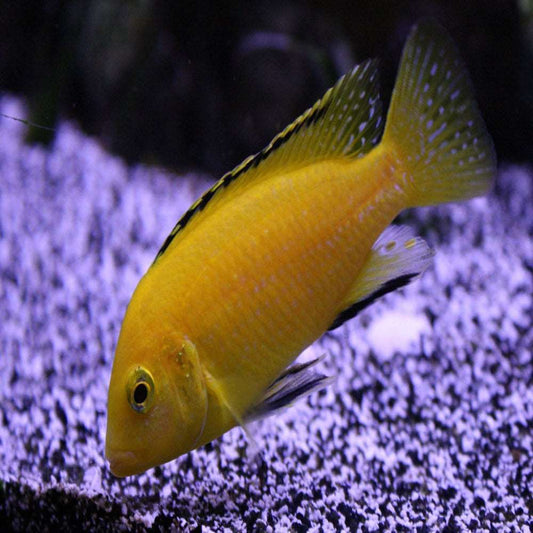 Electric Yellow Labido/Lemon Mbuna Cichlid (Labidochromis caeruleus) 3,5cm