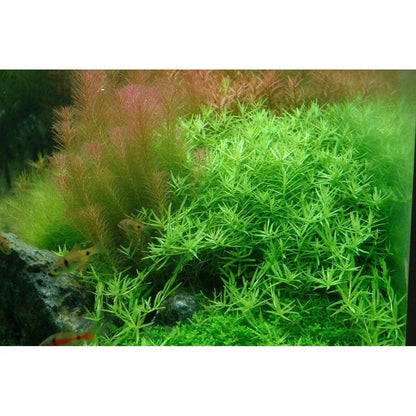 Planta naturala de acvariu, Tropica, Rotala rotundifolia Green 1-2-grow!, 5 cm