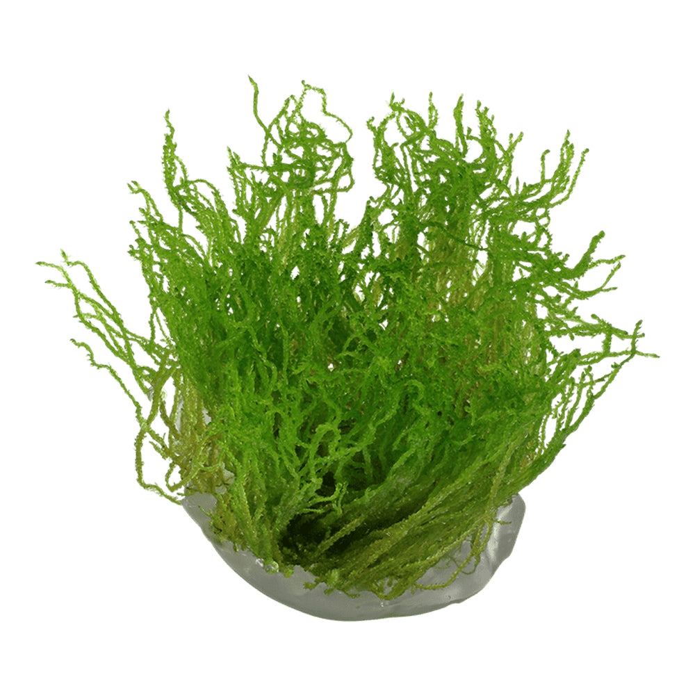 Mușchi natural pentru acvariu, Tropica, Taxiphyllum 'Flame' 1-2-grow!, 5 cm