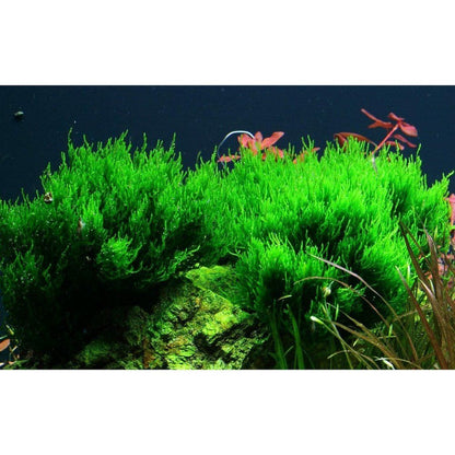 Mușchi natural pentru acvariu, Tropica, Taxiphyllum 'Flame' 1-2-grow!, 5 cm