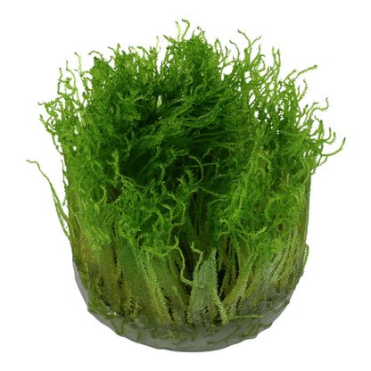 Mușchi natural pentru acvariu, Tropica, Taxiphyllum Spiky 1-2-Grow!, 5 cm