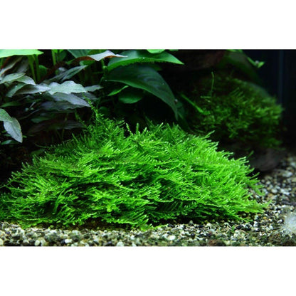 Muschi natural pentru acvariu, Tropica, Taxiphyllum Spiky 1-2-Grow!, 5 cm