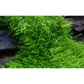 Planta naturala de acvariu, Tropica, Utricularia graminifolia 1-2-grow!, 5 cm