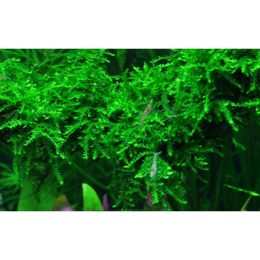 Muschi natural pentru acvariu, Tropica, Vesicularia ferriei 'Weeping' 1-2-grow!, 5 cm