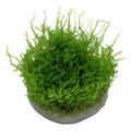 Muschi natural pentru acvariu, Tropica,Vesicularia montagnei 'Christmas'  1-2-grow!, 5 cm