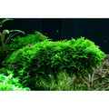 Muschi natural pentru acvariu, Tropica,Vesicularia montagnei 'Christmas'  1-2-grow!, 5 cm