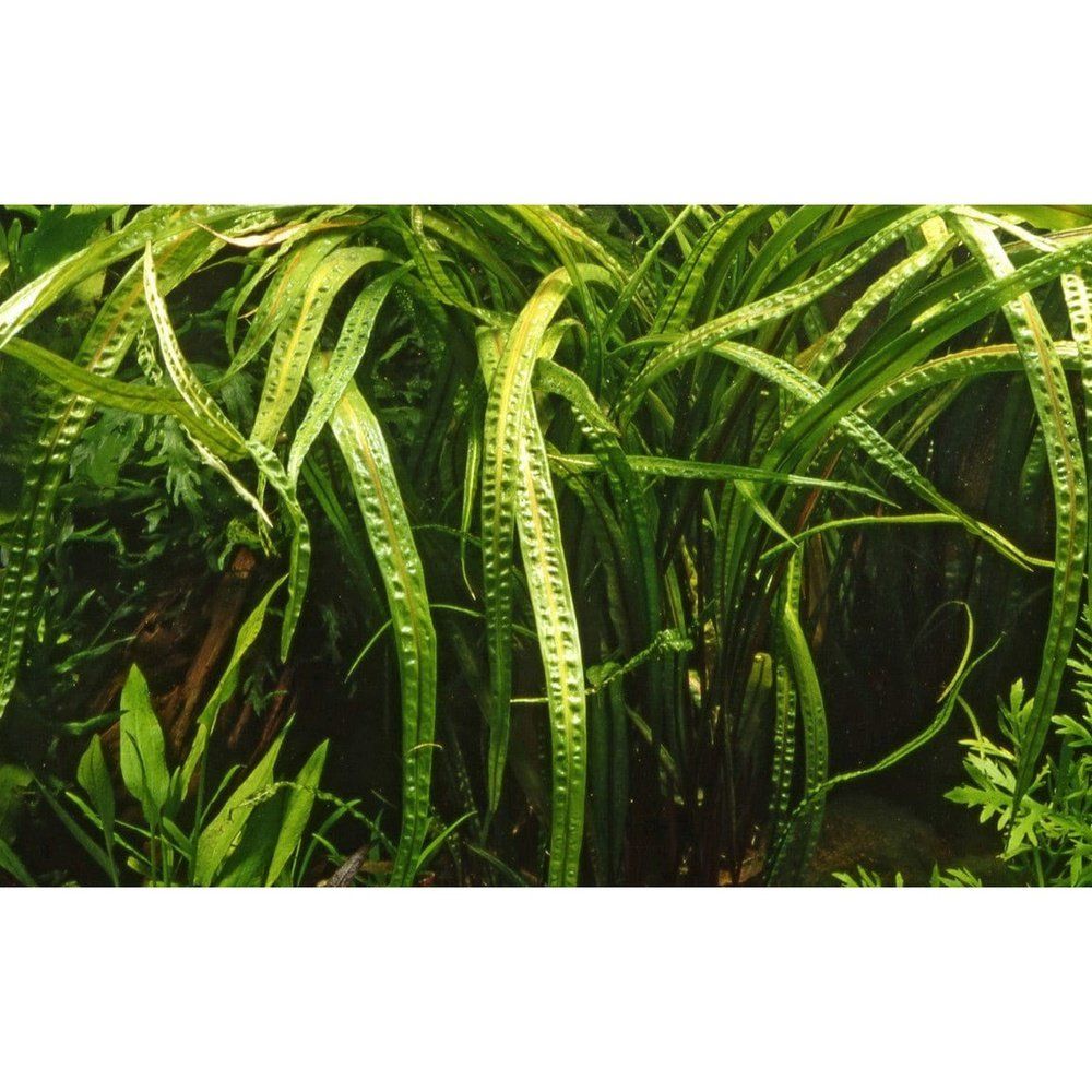 Planta naturala de acvariu, Tropica, Cryptocoryne crispatula 1-2-Grow!, 5 cm