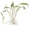 Planta naturala de acvariu, Tropica, Cryptocoryne parva 1-2-Grow!, 5 cm