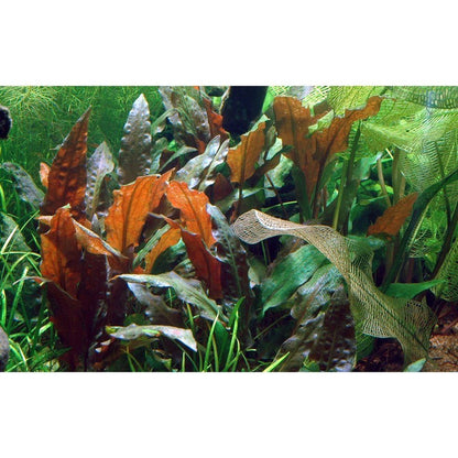 Planta naturala de acvariu, Tropica, Cryptocoryne wendtii Mi Oya 1-2-Grow!, 5 cm