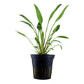 Planta de acvariu, Cryptocoryne x willi i