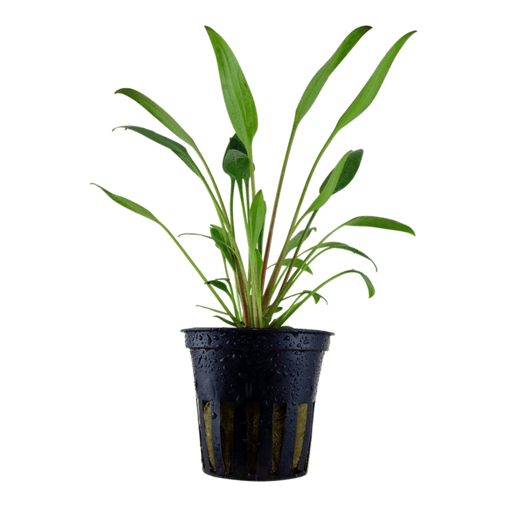 Planta de acvariu, Cryptocoryne x willi i