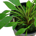 Plantă naturală de acvariu, Tropica, Cryptocoryne x willisi