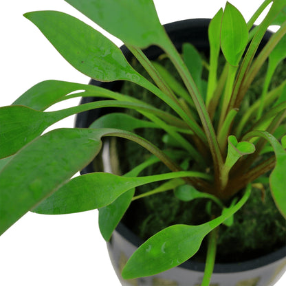 Planta de acvariu, Cryptocoryne x willi i