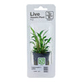 Planta naturala de acvariu, Tropica, Cryptocoryne x willisii, blister, 20 cm