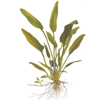 Planta naturala de acvariu, Tropica, Cryptocoryne x willisii, blister, 20 cm