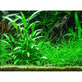 Planta naturala de acvariu, Tropica, Cryptocoryne x willisii, blister, 20 cm