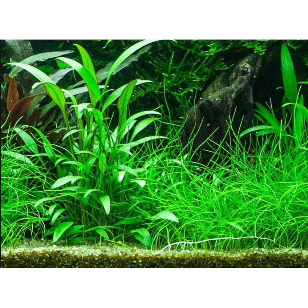 Planta naturala de acvariu, Tropica, Cryptocoryne x willisii, blister, 20 cm