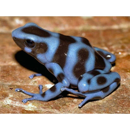 Dendrobates auratus blue