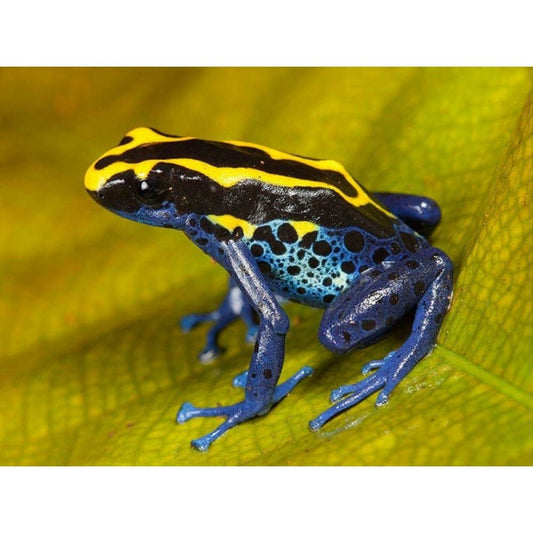 Dendrobates tinctorius (poison arrow frog), M